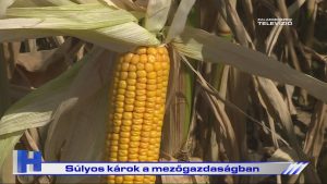 Híradó: Súlyos károk a mezőgazdaságban