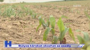Híradó: Súlyos károkat okozhat az aszály