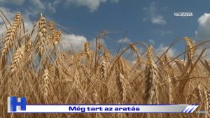 Híradó: Még tart az aratás
