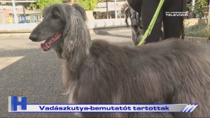 Híradó: Vadászkutya-bemutatót tartottak