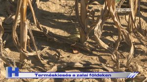 Híradó: Terméskiesés a zalai földeken