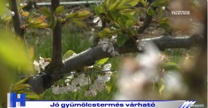 Híradó: Jó gyümölcstermés várható 