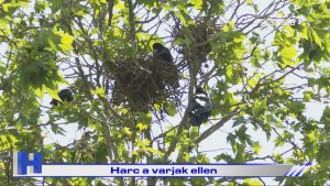 Híradó: Harc a varjak ellen