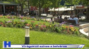 Híradó: Virágoktól színes a belváros