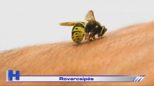 Híradó: Rovarcsípés