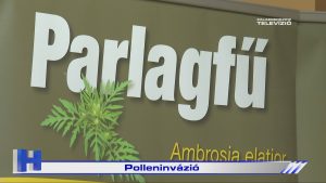 Híradó: Polleninvázió