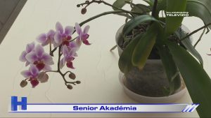 Híradó: Senior Akadémia
