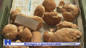 Híradó: Bőséges a gombakínálat
