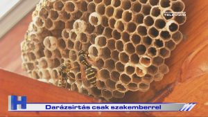 Híradó: Darázsirtás csak szakemberrel