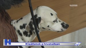 Híradó: Kisállatok a hivatalban