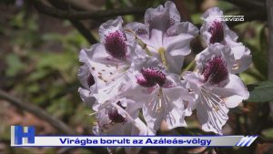 Híradó: Virágba borult az Azáleás-völgy
