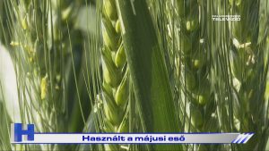 Híradó: Használt a májusi eső