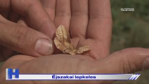 Híradó: Éjszakai lepkeles